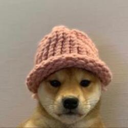 dogwifhat dog in a knitted hat